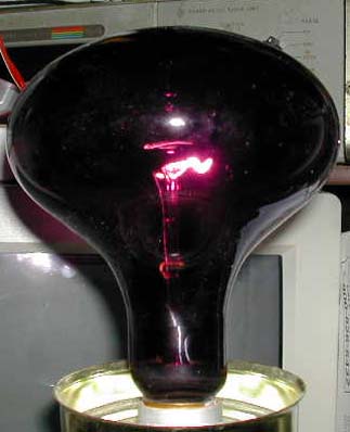 black lite bulbs