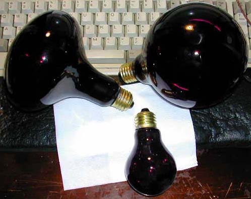 black lite bulbs